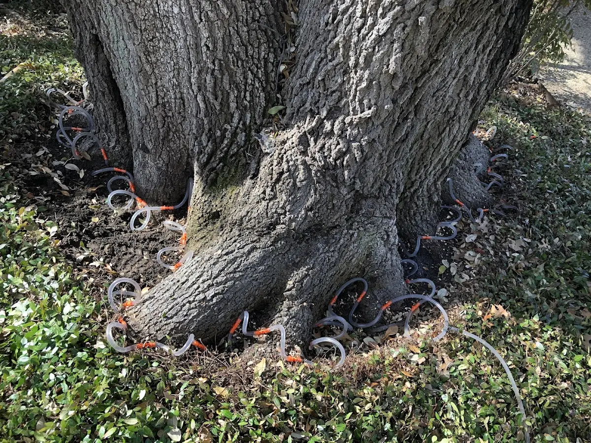 Detailed Tree Cabling and Bracing job site in Montevallo