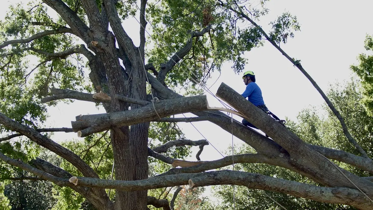 Professional Crown Thinning performed by certified arborists in Montevallo